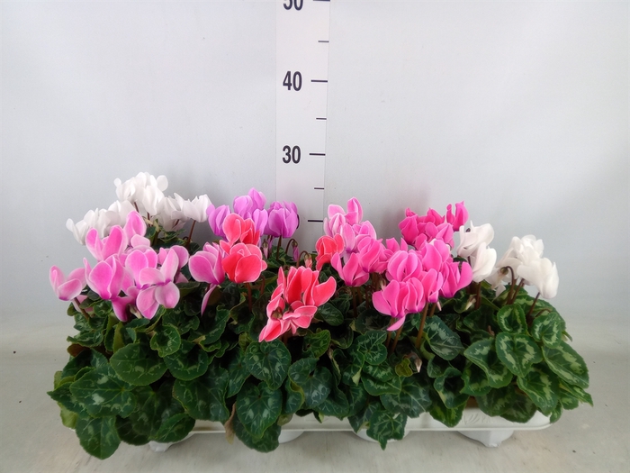 <h4>Cyclamen MD 'Allure'</h4>