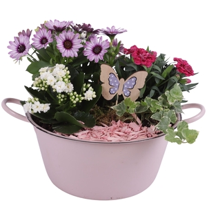 Spring Flower Arr. Outdoor Zinc Bowl with Handles Pink Ø26cm 4PP
