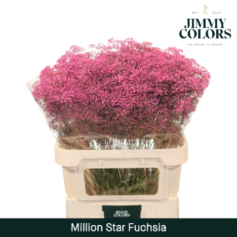 <h4>Gyps Million Star L80 Fuchsia</h4>