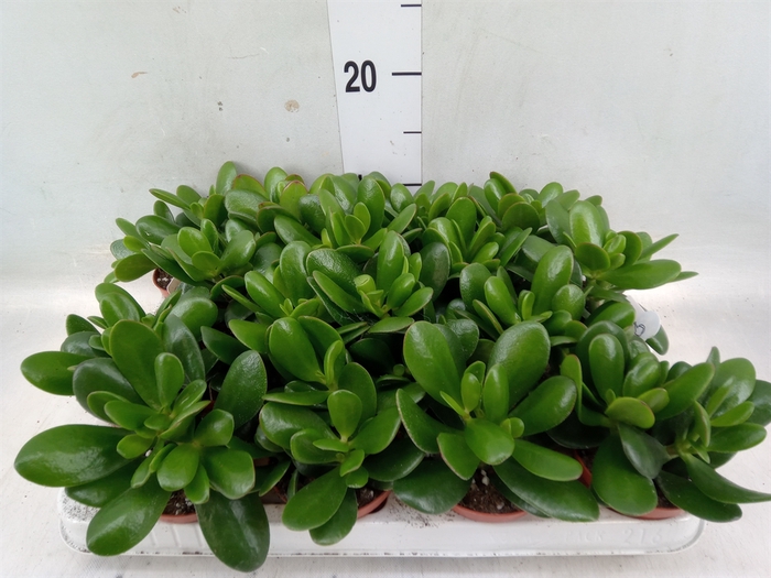 <h4>Crassula  'Magical Tree'</h4>