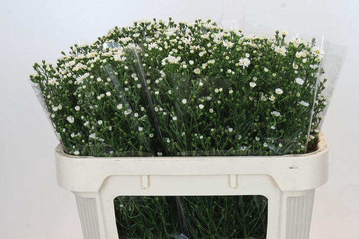 <h4>Aster Paquita</h4>