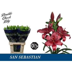 LI LA SAN SEBASTIAN