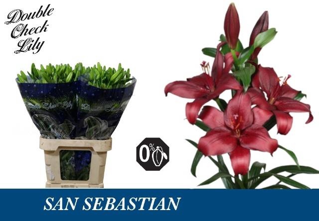 <h4>LI LA SAN SEBASTIAN</h4>