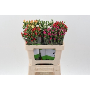 Di Solomio Gemengd in fust 55cm