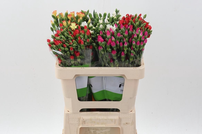 <h4>Di Solomio Gemengd in fust 55cm</h4>