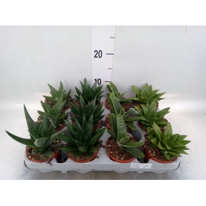 Aloe   ...mix