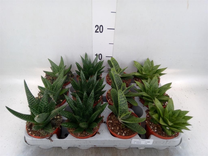 <h4>Aloe   ...mix</h4>