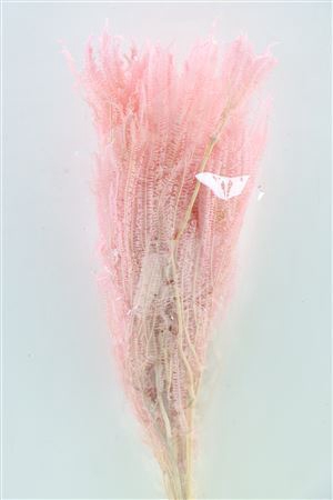 <h4>Pres Helecho Lvs Light Pink Bunch</h4>