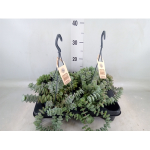 Crassula   ...