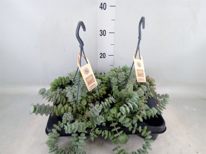 <h4>Crassula   ...</h4>
