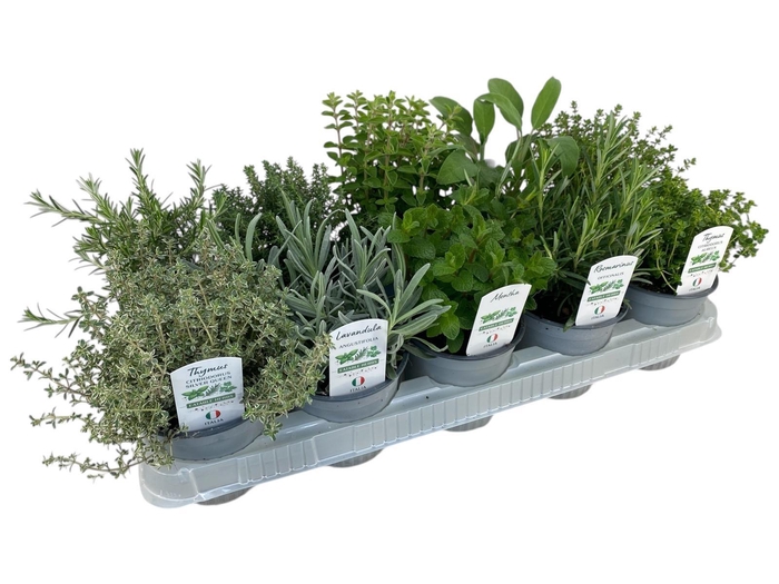 <h4>Italiaanse tuinkruiden gemengd P12</h4>