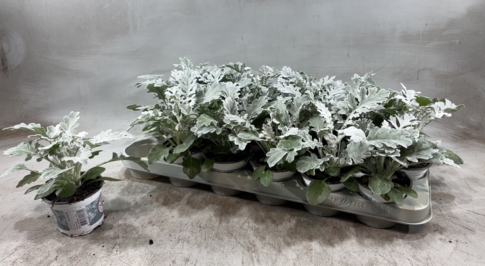 <h4>JACOBAEA MARITIMA</h4>