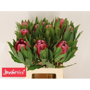 PROTEA BRENDA