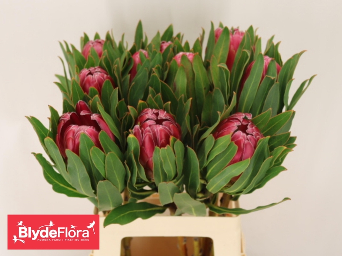 <h4>PROTEA BRENDA</h4>
