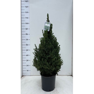 Picea Gl December
