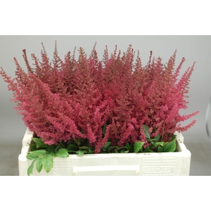 Astilbe Else Schluck
