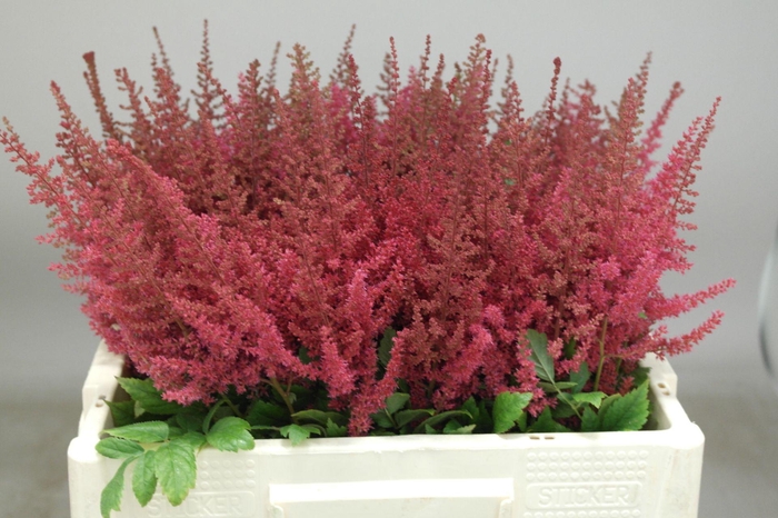 <h4>Astilbe Else Schluck</h4>