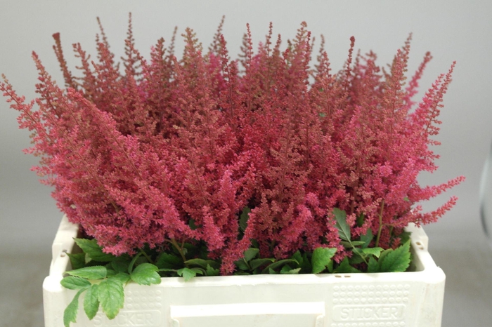 <h4>Astilbe Else Schluck</h4>
