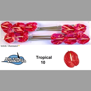 ANTH A TROPICAL