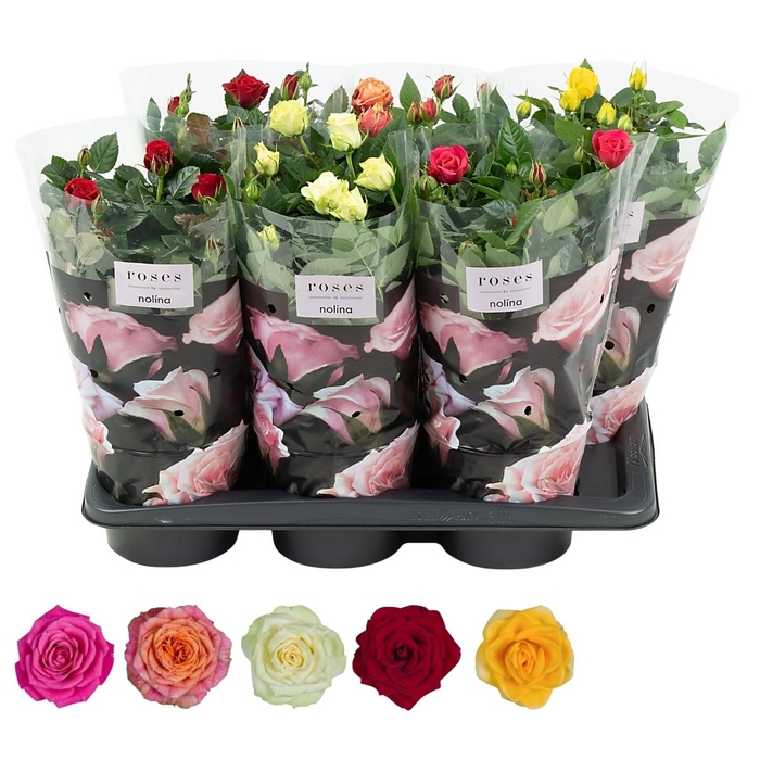 <h4>Nolina Roses Ø 17 cm Mix</h4>