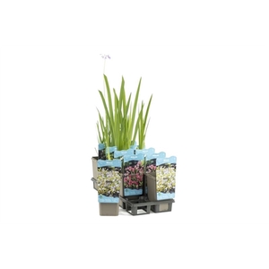 Plantes acuatiques