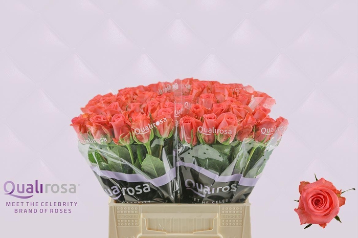 <h4>R Gr Sankara</h4>