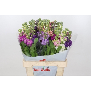 Matth Iron Rainbow Mix