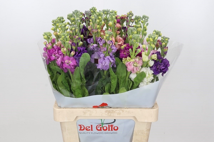 Matth Iron Rainbow Mix