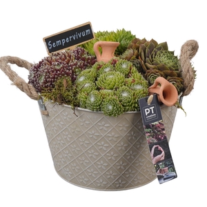 PTS7345 Arrangement Sempervivum in metalen pot