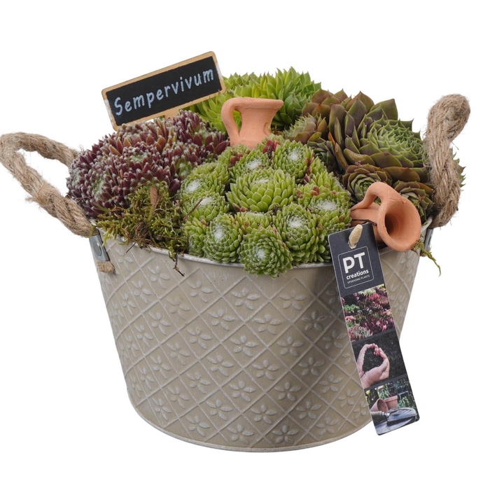 <h4>PTS7345 Arrangement Sempervivum in metalen pot</h4>