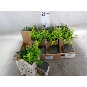 Arr.   Kamerplant Groen L%
