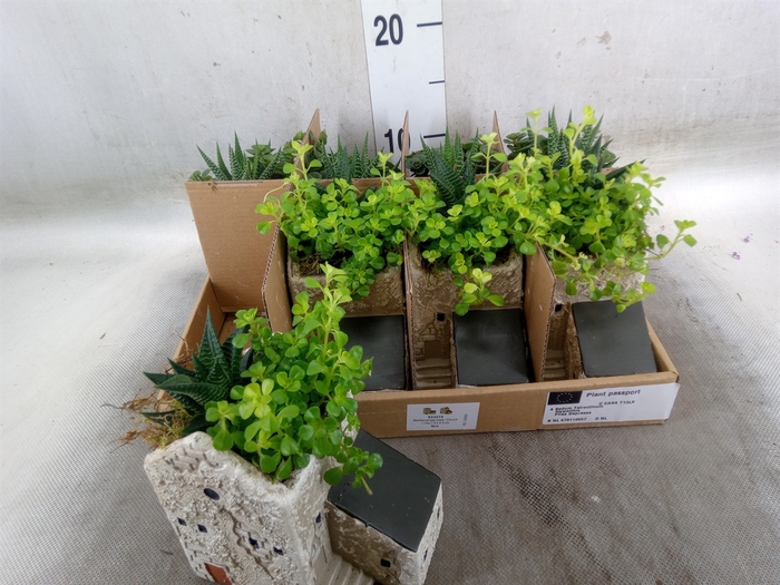 <h4>Arr.   Kamerplant Groen L%</h4>