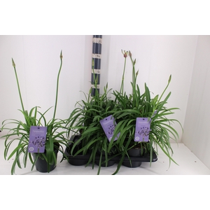 AGAPA SUMM LOVE BLUE