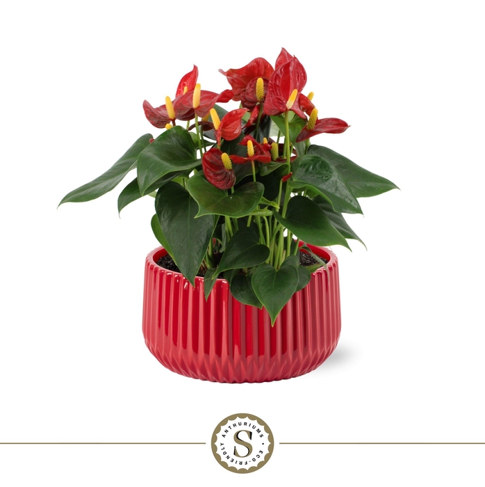 <h4>Table Red in Madeira Keramiek</h4>