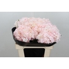 Hydrangea Light Pink Premium