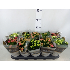 Kalanchoe blos. 'RoyalDon'   ..mix