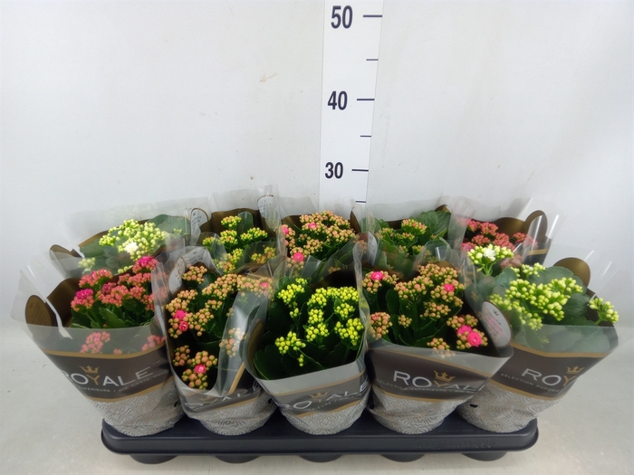 <h4>Kalanchoe blos. 'RoyalDon'   ..mix</h4>