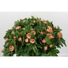 Paeonia Lois Choice