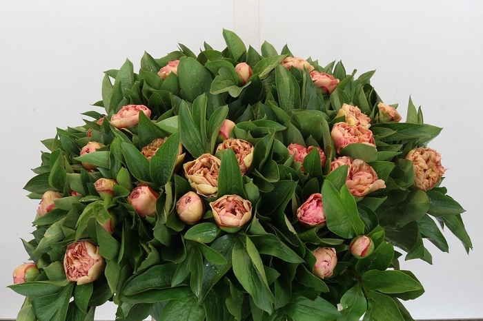 Paeonia Lois Choice