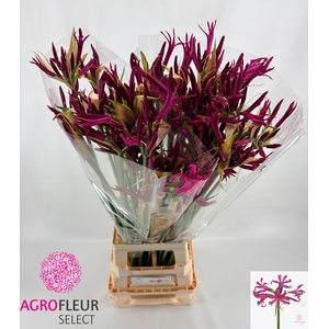 NE BO KATJANA