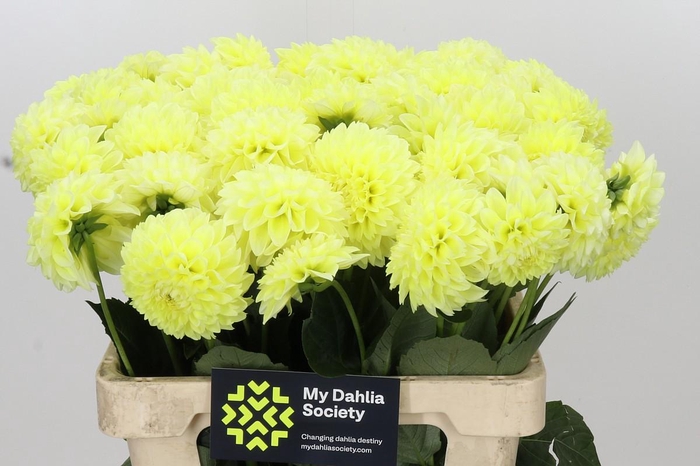 <h4>Dahlia Banana Baby</h4>