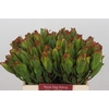 Leucadendron Laurel Yellow