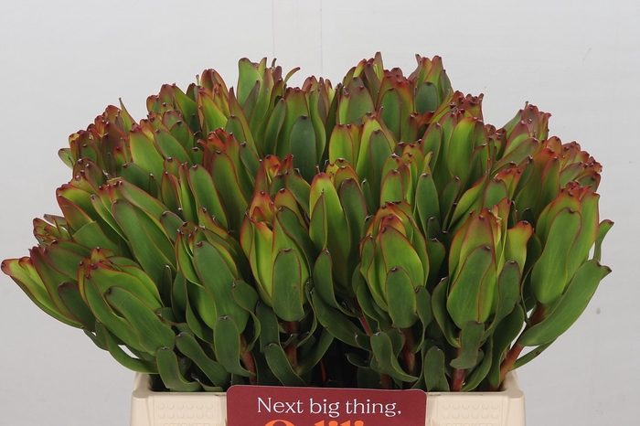 Leucadendron Laurel Yellow