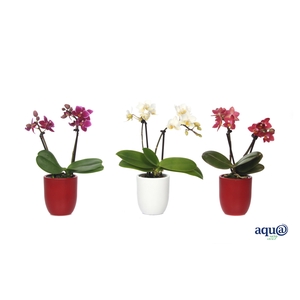 Hugo Red/White Tiny Dolls Mix 2T10+ Aqu@