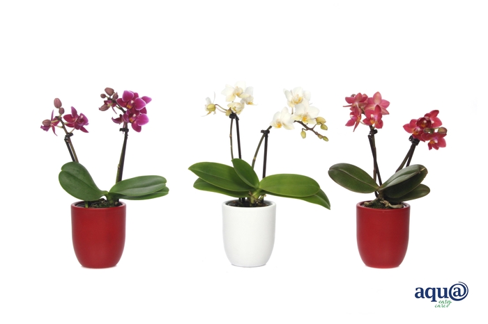 <h4>Hugo Red/White Tiny Dolls Mix 2T10+ Aqu@</h4>