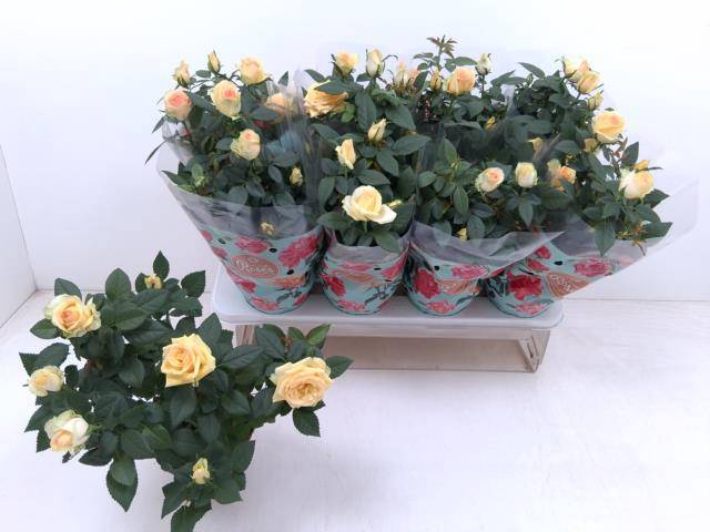 <h4>RO FAV RO YELLOW</h4>