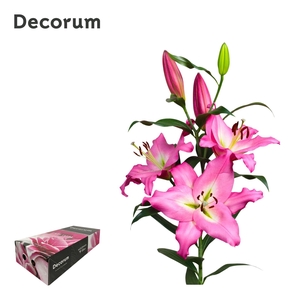 LI ALBARETO 4+ XL Decorum box