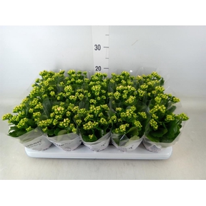 Kalanchoe  'Claraq2'