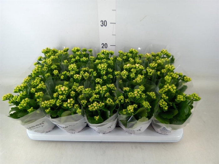 <h4>Kalanchoe  'Claraq2'</h4>