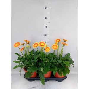 Gerbera  'Garvinea Sweet Blaze'